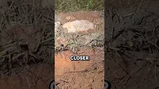 Aluminum vs Anthill 🐜😮 [upl. by Neirod774]