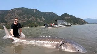 TOP 3 BIGGEST STURGEON CAUGHT ON CAMERA compilation [upl. by Prentice308]