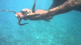 Octopus Catching by Hand  Seychelles [upl. by Jolanta813]