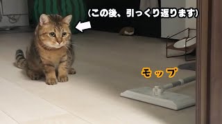 【神回】勝手にモップに驚き、鬼の猫パンチを連打するネコｗ [upl. by Nymrak683]