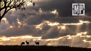 Australian Fallow Deer and Red Stag Hunt  Mark V Peterson Hunting [upl. by Gamages]