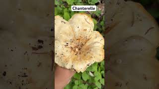 Chanterelle mushroom chanterelles mushroom hongos wildlife cosecha harvesting [upl. by Lewiss803]