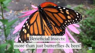 Beneficial Insects More that just Butterflies and Bees [upl. by Richers]