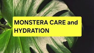 Monstera Care and Hydration So Easy [upl. by Holle]