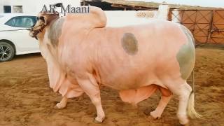 Beautifull Heavy bull  Cattle Videos  Big Bulls [upl. by Ennairol327]