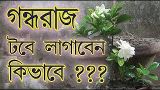 How to grow Gardenia Flower Plant  গন্ধরাজ ফুল গাছ টবে লাগানোর পদ্ধতি [upl. by Arikahs285]