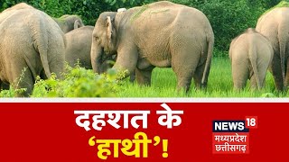 Korba Elephant News Korba Forest Division में हाथियों का आतंक फसल को किया बर्बाद दहशत में ग्रामीण [upl. by Partridge]