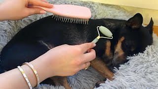 АСМР на Български СПА за Куче 🐶  ASMR in Bulgarian DOG SPA 🤍💤 Brushing Stroking Whispering [upl. by Light678]