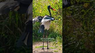 Vogelpark Niendorf Ostsee Timmendorfer Strand travel [upl. by Liebowitz]