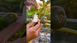 How To Extract Fig Tree Sap Complete Guide For Maximizing Growth And Harvest Quality shorts [upl. by Elbag]