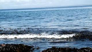 Kelp Beds Laminaria digitata in the Burren County Clare Ireland [upl. by Afira]