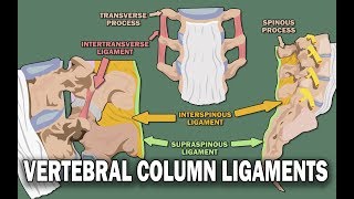 VERTEBRAL COLUMN ANATOMY 22  Ligaments and the Spinal Cord [upl. by Suirred]