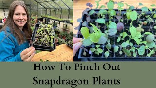 How To Pinch Out Antirrhinum  Snapdragon Plants For More Flowers [upl. by Jacki]