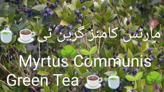 Myrtus Communis Green Tea 🌳🌱☕🍵☕🍵☕🍵مارٹس کامنز گرین ٹی☕🍵🌱🌳 [upl. by Yadahs]