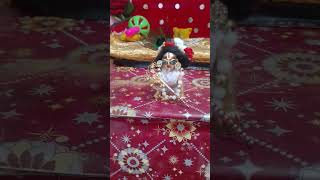 Yashodha ka nand lala👣🥀 👀laddu Gopal shringar Darshan 🤌shorts viral 🌏🪈🙏Krishna devotee [upl. by Hardwick681]