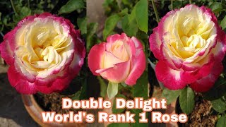 Rose varieties Double Delight Imperatrice Farah amp many more by Garden Gyan [upl. by Fisoi]