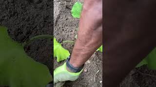 Quick Tips Planting Squash for Maximum Growth 🌱 shorts [upl. by Al]