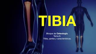 Tibia anatomía humana [upl. by Ahsaz377]