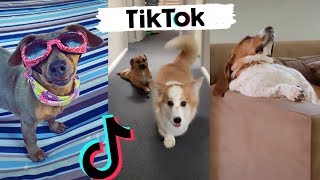 Awesome Dogs of TikTok  Cute amp Funny Puppies TIK TOK 2020 [upl. by Bouton]