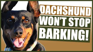 How To Stop Your DACHSHUND Barking [upl. by Evangelist]