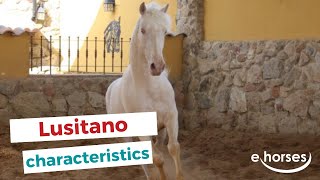 Lusitano horse  characteristics origin amp disciplines [upl. by Anekam]