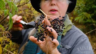 The Best Way to Harvest Elderberries [upl. by Einal90]