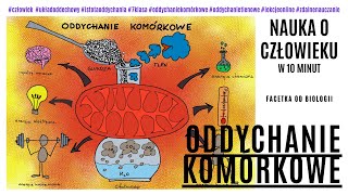 Oddychanie Komórkowe – Istota Oddychania – Oddychanie Tlenowe – Spalanie Glukozy – Fermentacja [upl. by Eda]