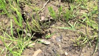 Running Natterjack toad [upl. by Bullivant]