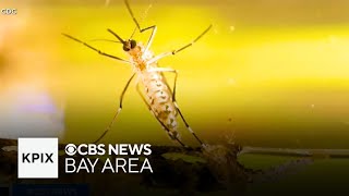 Heightened concerns over West Nile virus in Bay Area and nationally [upl. by Adolphus]