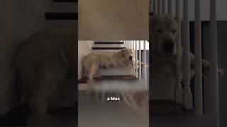 Dueña creó un hermoso tributo a su perrito fallecido shortsvideo [upl. by Kale827]