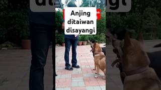 Anjing ditaiwan sangat disayangi music fishing musikremix taiwannews remixmusik [upl. by Zerlina]