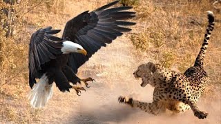 The Most Amazing Eagle Attacks Ever Caught on Camera [upl. by Robby]