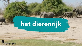 Bioleren  Indeling dierenrijk in 2 grote groepen [upl. by Aicilehp]