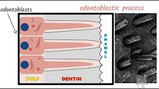 Structure of Dentin [upl. by Rolanda757]