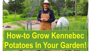 How to Grow Kennebec Potatoes in Your Garden [upl. by Rimidalb]