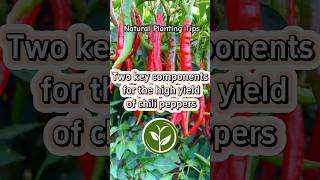 Two key components for the high yield of chili peppers shortvideo plants youtubeshorts video [upl. by Yamauchi19]