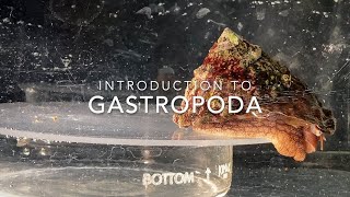 Introduction to Gastropoda [upl. by Hultin171]