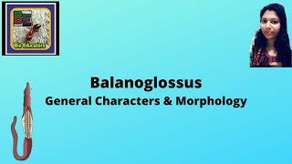 Balanoglossus Characters amp morphology [upl. by Jillene]