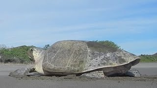 Sea Turtle Nesting Process [upl. by Susanetta]