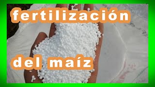 PUDIMOS FERTILIZAR AUN CON LOS PRECIOS ALTOS DEL FERTILIZANTE  CULTIVO DE MAIZ CRIOLLO [upl. by Uttica]