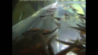 Freeland Elementary Salmon Cam [upl. by Bail]