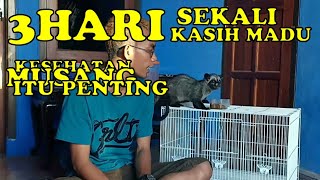 MAKANAN MUSANG SEHAT [upl. by Eisenhart]