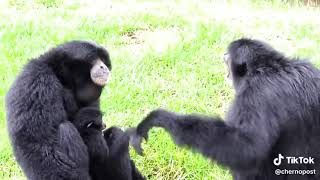 Siamang apes go wild [upl. by Ackley915]