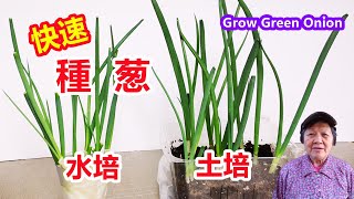 快速種蔥好方法，水培和土培的區別，不用種子\How to grow green onino\Mars Hydro [upl. by Mehitable726]