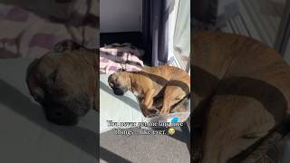 Kind regards Most spoiled dog ever funnydog dogshorts staffy [upl. by Nnaik]