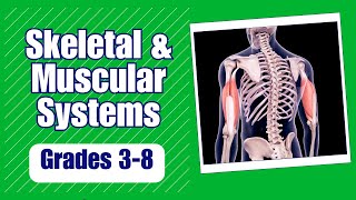 Skeletal and Muscular Systems Learn how bone and muscles work to protect our bodies and move [upl. by Dobrinsky]