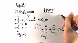 AS Biology  Triglycerides OCR A Chapter 35 [upl. by Simona]