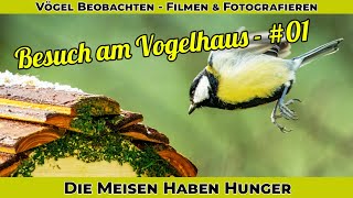 Besuch am Vogelhaus  Wenn die Meisen kommen  Kohlmeise und Blaumeise haben Hunger  Relaxing [upl. by Anawit]