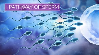 Pathway of Sperm  Male Reproductive System [upl. by Stoecker]