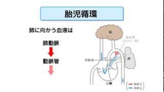 胎児の血液循環 [upl. by Reneta]
